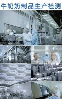 国产牛奶生产视频大全集